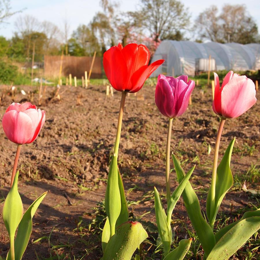 Amsterdam Farm Lodge Екстериор снимка